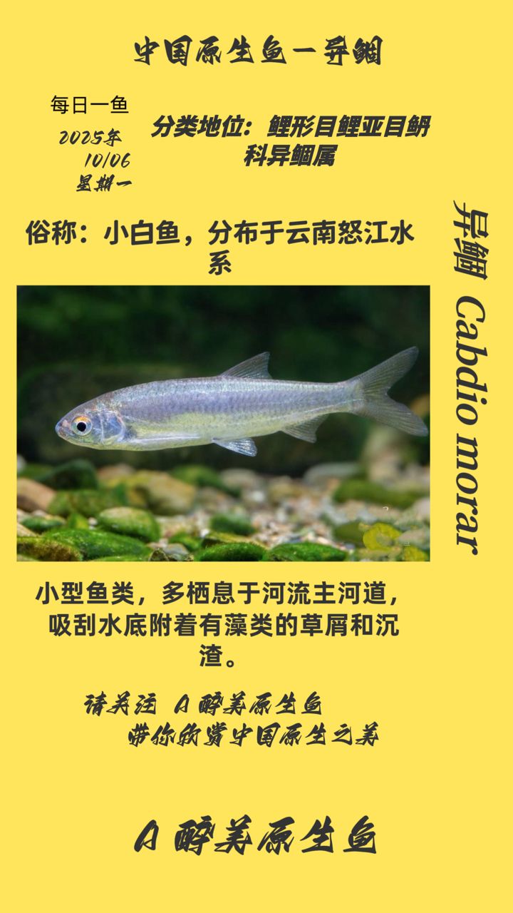 異鲴（異[需手動填充]是一種生活在淡水中的魚類）