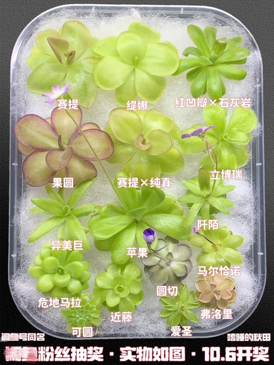 入秋后捕蟲堇開始變美了（入秋后捕蟲堇開始變美了，它們的美麗不僅體現在其鮮艷的花形上）