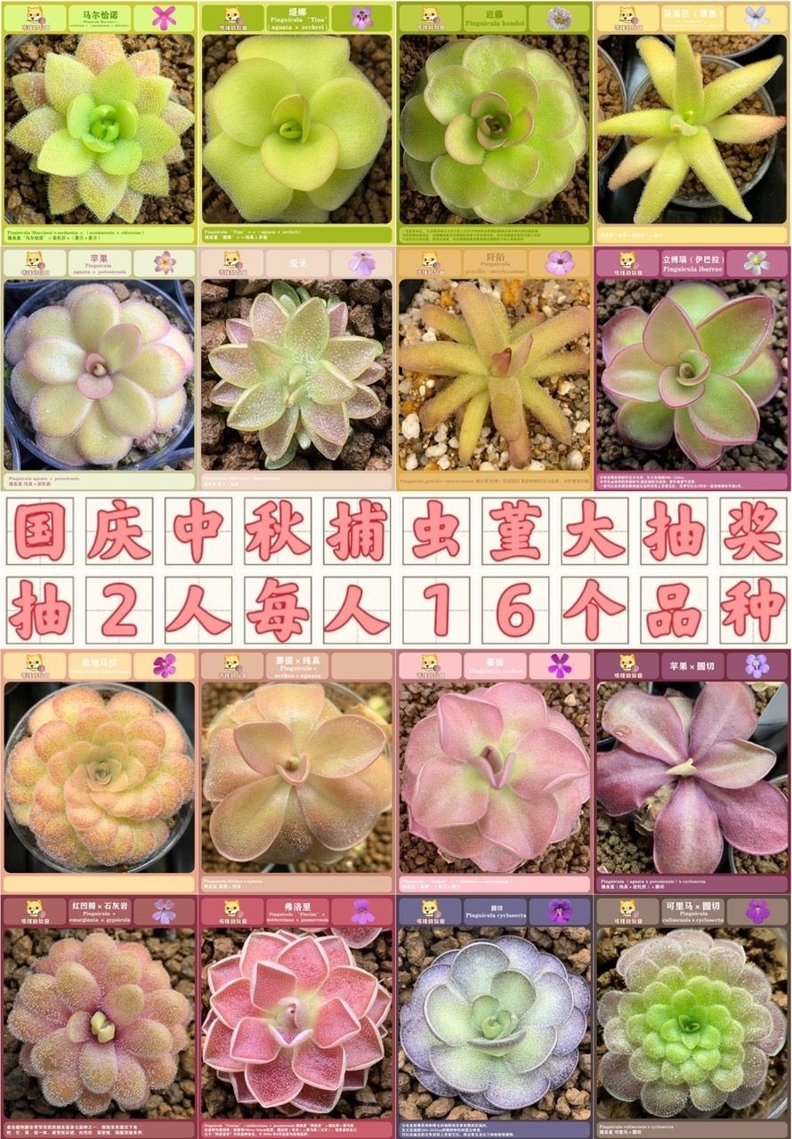 入秋后捕蟲堇開始變美了（入秋后捕蟲堇開始變美了，它們的美麗不僅體現在其鮮艷的花形上）