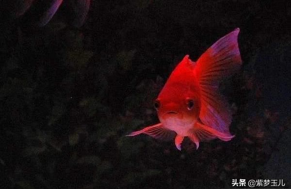 自貢觀賞魚:自貢川什么