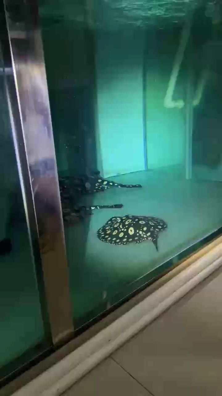 節日快樂（#中秋節快樂,新的一輪準備開始生,大把魚歡迎老板打包）