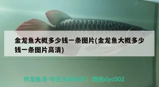 金龍魚大概多少錢一條圖片(金龍魚大概多少錢一條圖片高清)（所有金龍魚大概多少錢一條圖片高清解釋）