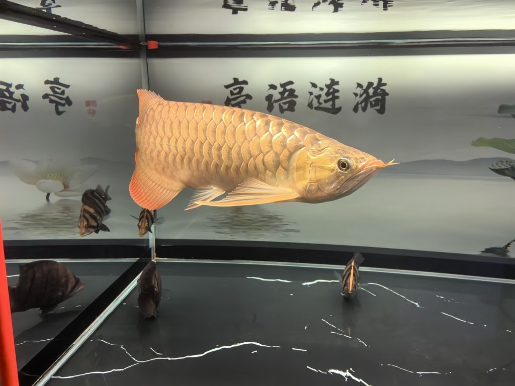 龍魚的體型（龍魚的體型和什么有關(guān)）（龍魚的體型與營養(yǎng)）
