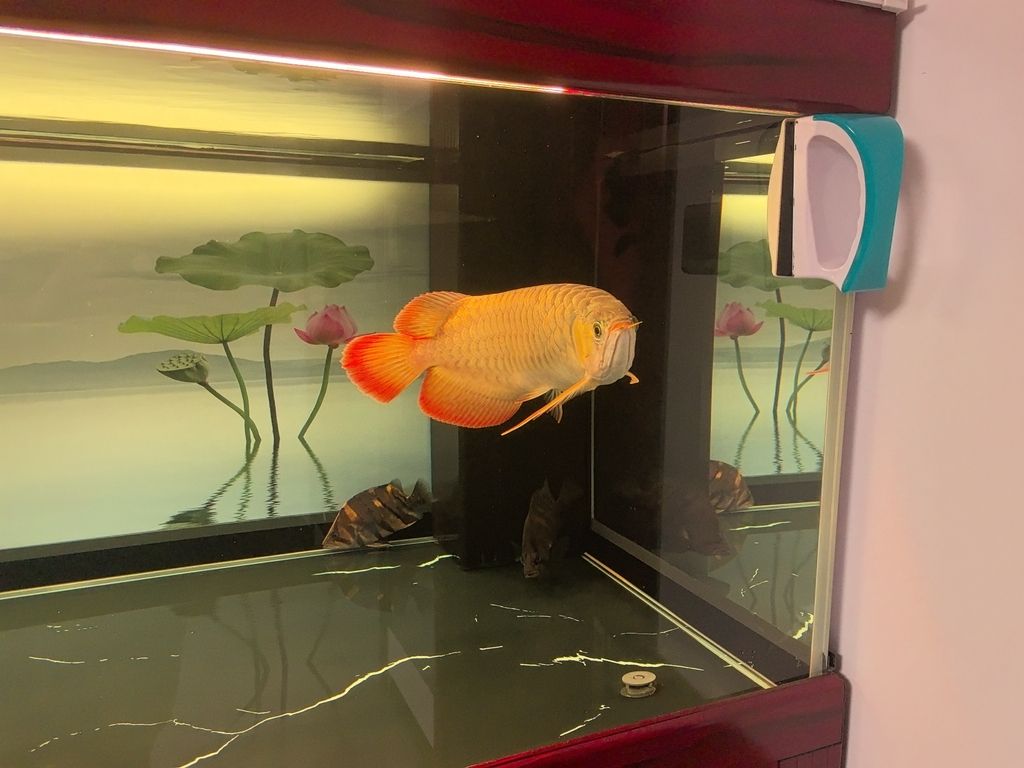 龍魚的體型（龍魚的體型和什么有關(guān)）（龍魚的體型與營養(yǎng)）