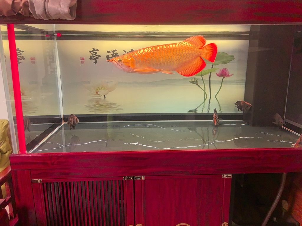 龍魚的體型(龍魚的體型和什么有關)(龍魚的體型與營養) 觀賞魚百科 第4張 龍魚的體型(龍魚的體型和什么有關)(龍魚的體型與營養) 龍魚的體型(龍魚的體型和什么有關)(龍魚的體型與營養) 觀賞魚百科 第4張