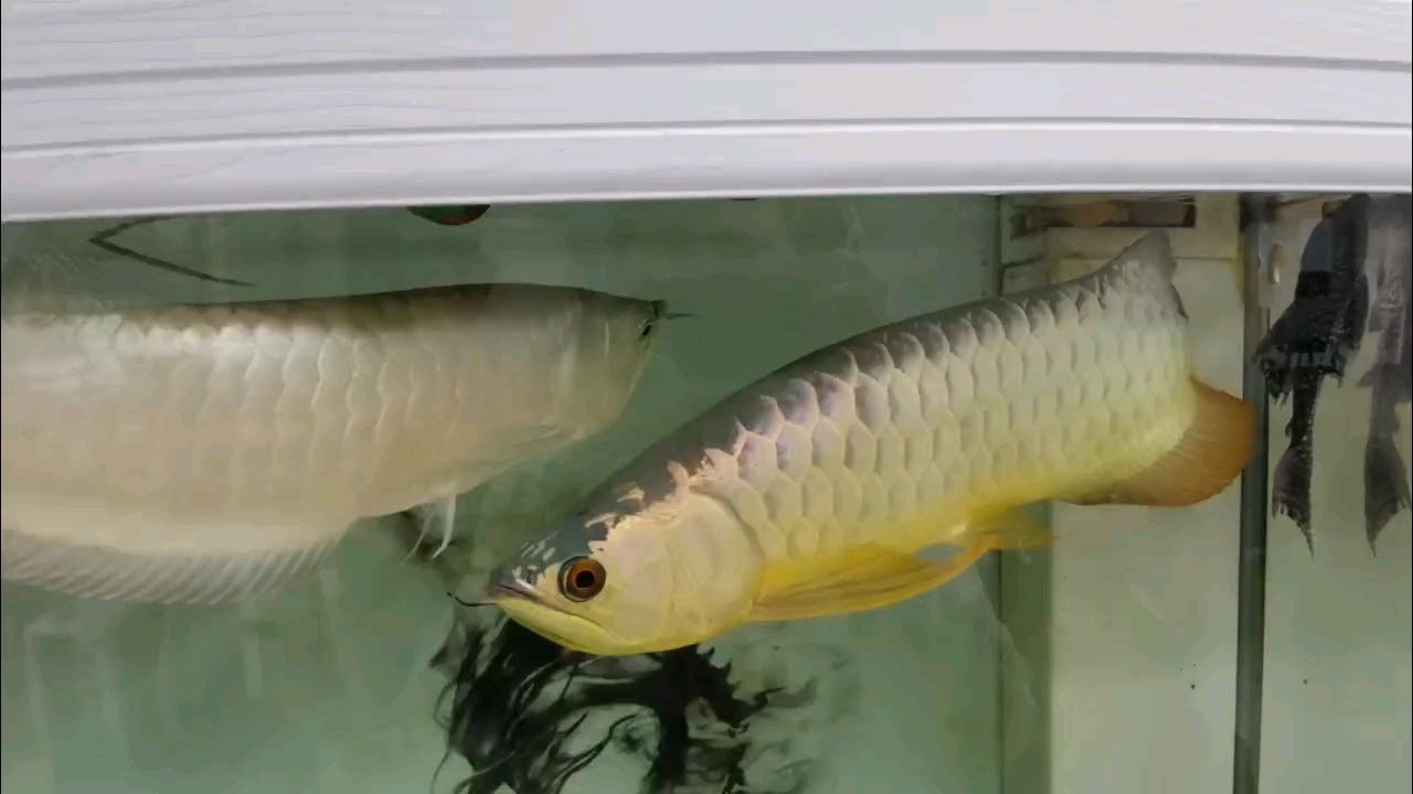 現在這個狀態的龍魚顏色還能在好嗎？這個階段該用什么樣的燈具輔助了呢（當前狀態下龍魚的顏色表現及其與燈具使用的關系） 現在這個狀態的龍魚顏色還能在好嗎？這個階段該用什么樣的燈具輔助了呢（當前狀態下龍魚的顏色表現及其與燈具使用的關系） 龍魚論壇