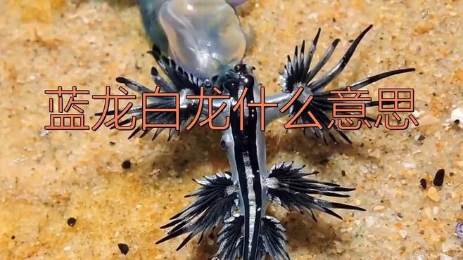 藍(lán)龍與其他龍有何區(qū)別？（《神奇寶貝》中藍(lán)龍與其他五色龍的區(qū)別）