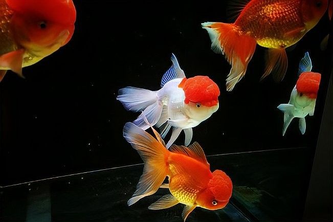龍魚和虎頭鯊多久會適應彼此？（龍魚和虎頭鯊多久會適應彼此，）