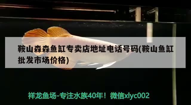 鞍山森森魚缸專賣店地址電話號碼(鞍山魚缸批發市場價格)