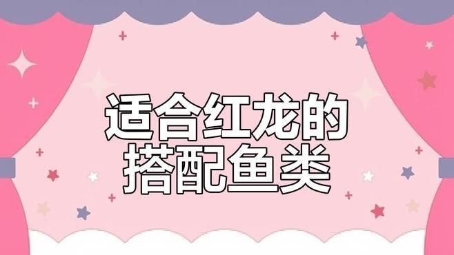 紅龍魚最佳混養魚推薦（紅龍魚和什么魚混養好）