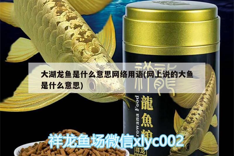 世界上最大的金龍魚有多大（世界上最大的金龍魚有多大?）（世界上最大的金龍魚體型巨大的金龍魚體型遠超過這個平均值） 世界上最大的金龍魚有多大（世界上最大的金龍魚有多大?）（世界上最大的金龍魚體型巨大的金龍魚體型遠超過這個平均值） 觀賞魚百科 第2張