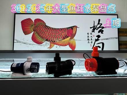 藍色龍魚需要多大的水流量？（藍色龍魚需要多大的水流量種類）