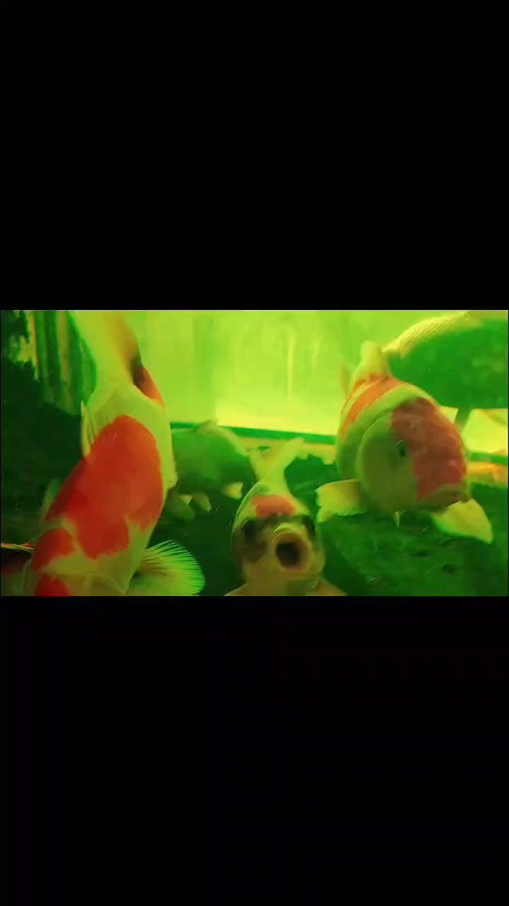 中秋快樂。我的魚還在（“我的魚還在”）