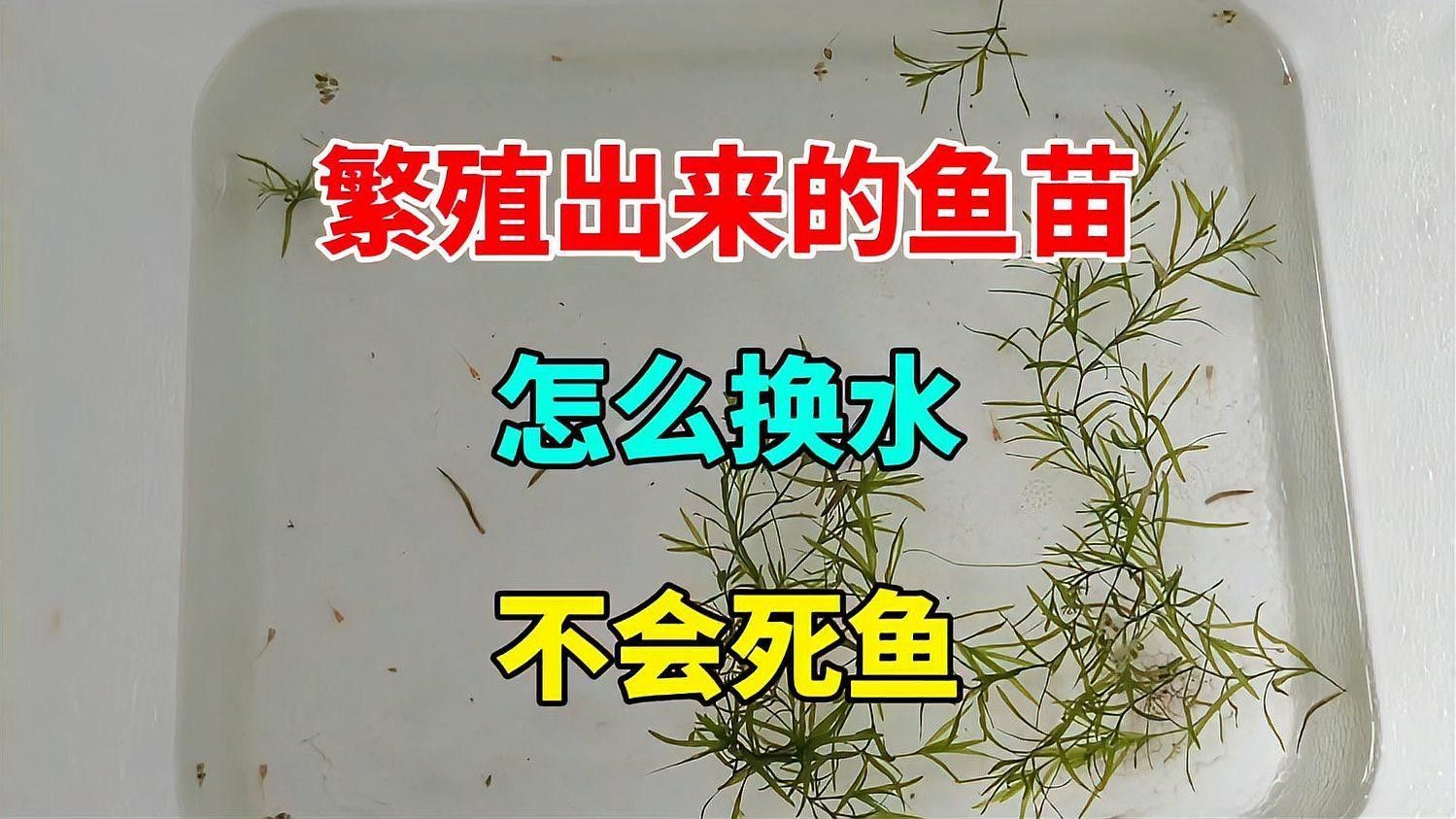 繁殖期間需要多久換一次水？（斗魚繁殖期間換水頻率與食物殘渣清理方法你了解嗎）