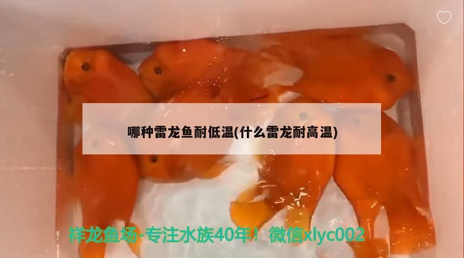 哪種雷龍魚耐低溫(什么雷龍耐高溫)（雷龍魚怎么過冬？）