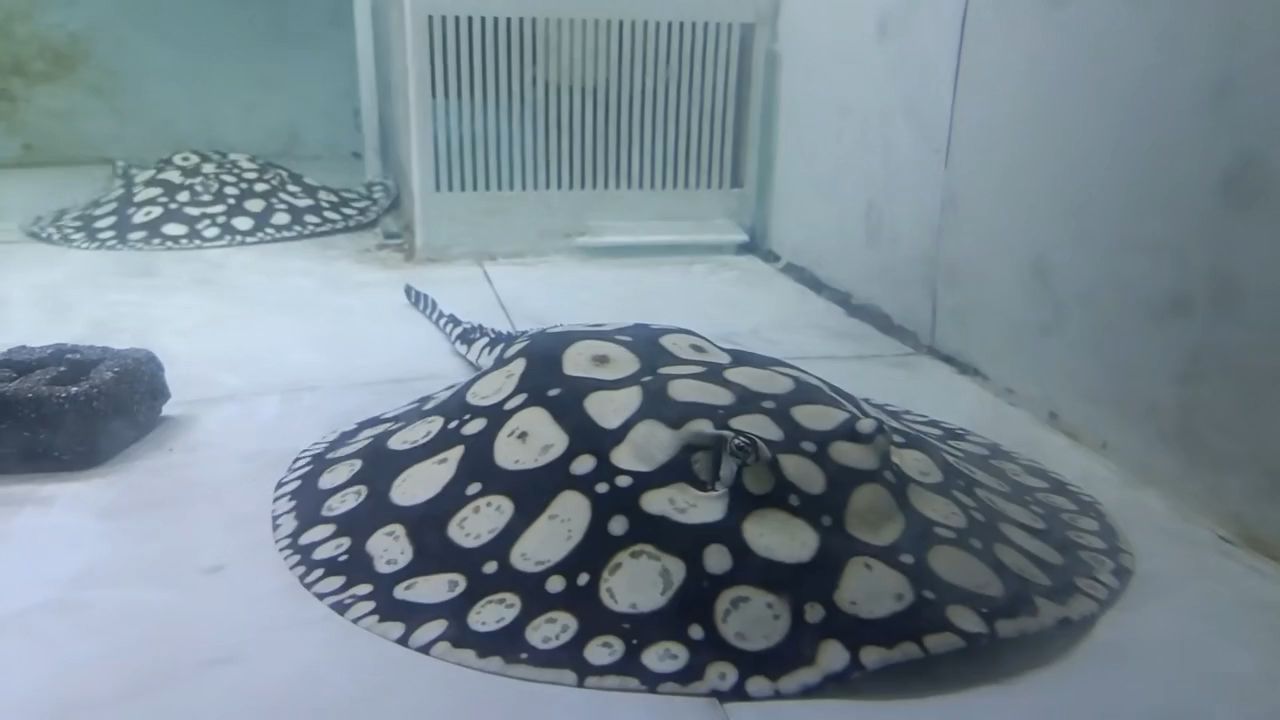 中秋節快樂（中秋節是一個充滿歡樂和溫馨的節日，讓我們共同祝愿中秋快樂）