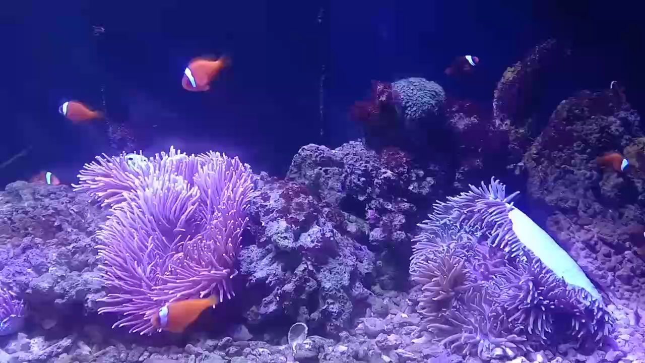 龍魚干蝦有營養嗎 抱一顆平常心(在日常生活中實踐“抱一顆平常心”) 龍魚論壇 抱一顆平常心(在日常生活中實踐“抱一顆平常心”) 抱一顆平常心(在日常生活中實踐“抱一顆平常心”) 龍魚論壇