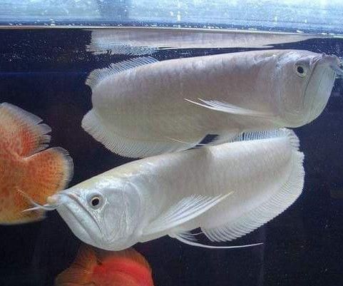 白魚觀賞魚是什么魚類（白魚并不是一個具體的觀賞魚品種）
