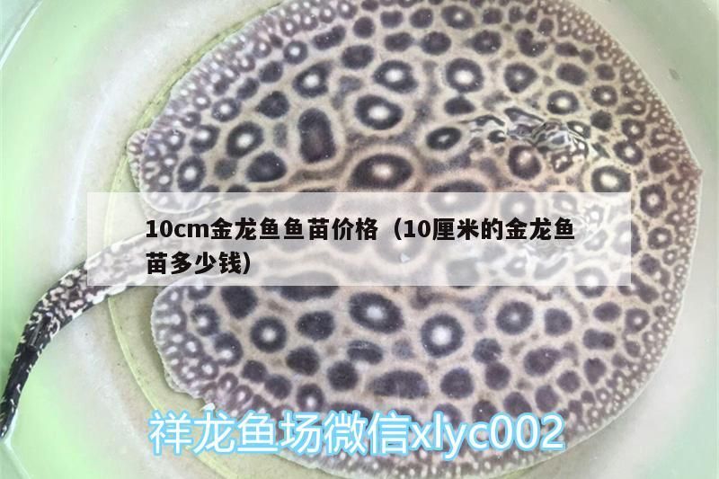 10cm金龍魚魚苗價(jià)格（10厘米的金龍魚苗多少錢）（10cm金龍魚苗價(jià)格和10厘米的金龍魚苗多少錢對(duì)應(yīng)的信息）