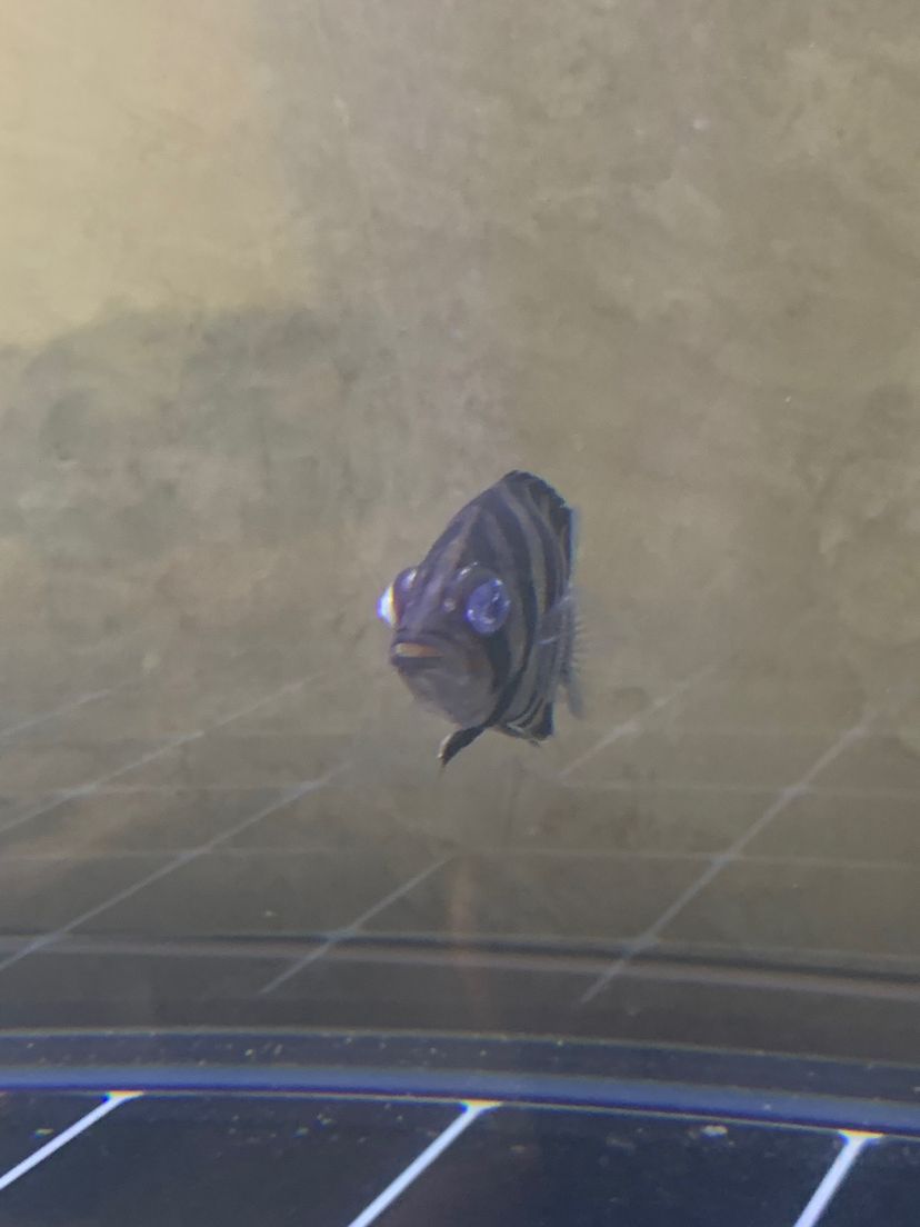 慶陽觀賞魚市場求助虎魚蒙眼（慶陽觀賞魚市場求助虎魚蒙眼事件）