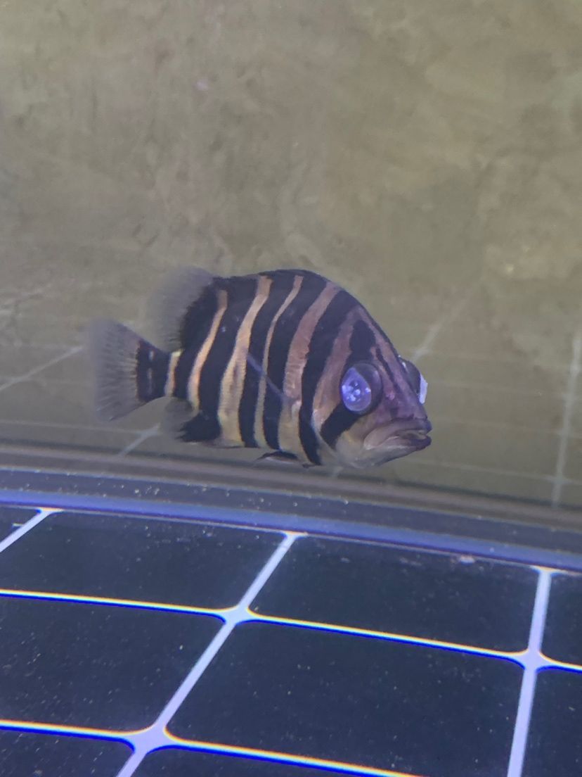 慶陽觀賞魚市場求助虎魚蒙眼（慶陽觀賞魚市場求助虎魚蒙眼事件）
