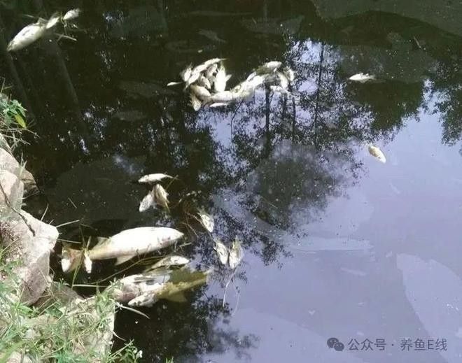 金龍魚麻藥有哪些副作用（金龍魚使用麻藥有什么副作用）