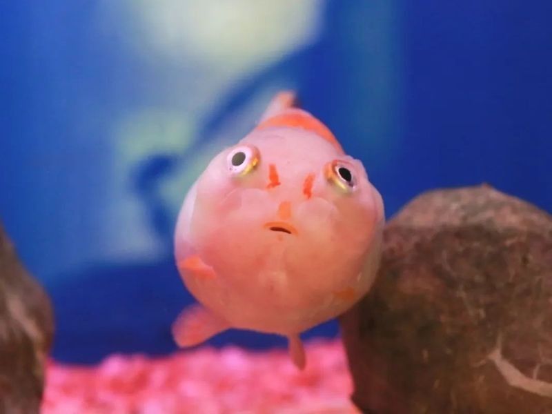 金龍魚溫度過高會有什么影響（金龍魚水溫過高會有什么影響？）