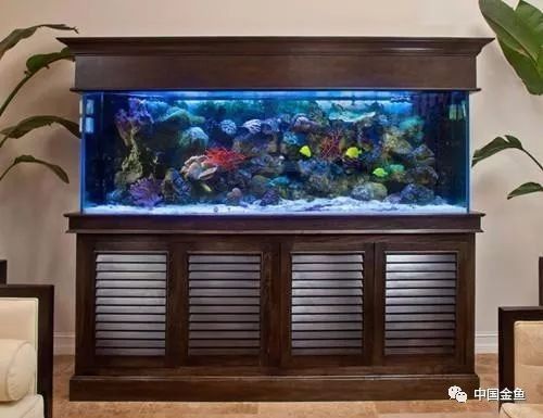 外置濾桶和底濾哪個更好？（外置濾桶和底濾各有優缺點） 外置濾桶和底濾哪個更好？（外置濾桶和底濾各有優缺點） 龍魚百科 第14張
