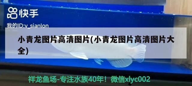 小青龍圖片高清圖片(小青龍圖片高清圖片大全) 小青龍圖片高清圖片(小青龍圖片高清圖片大全) 觀賞魚百科 第1張