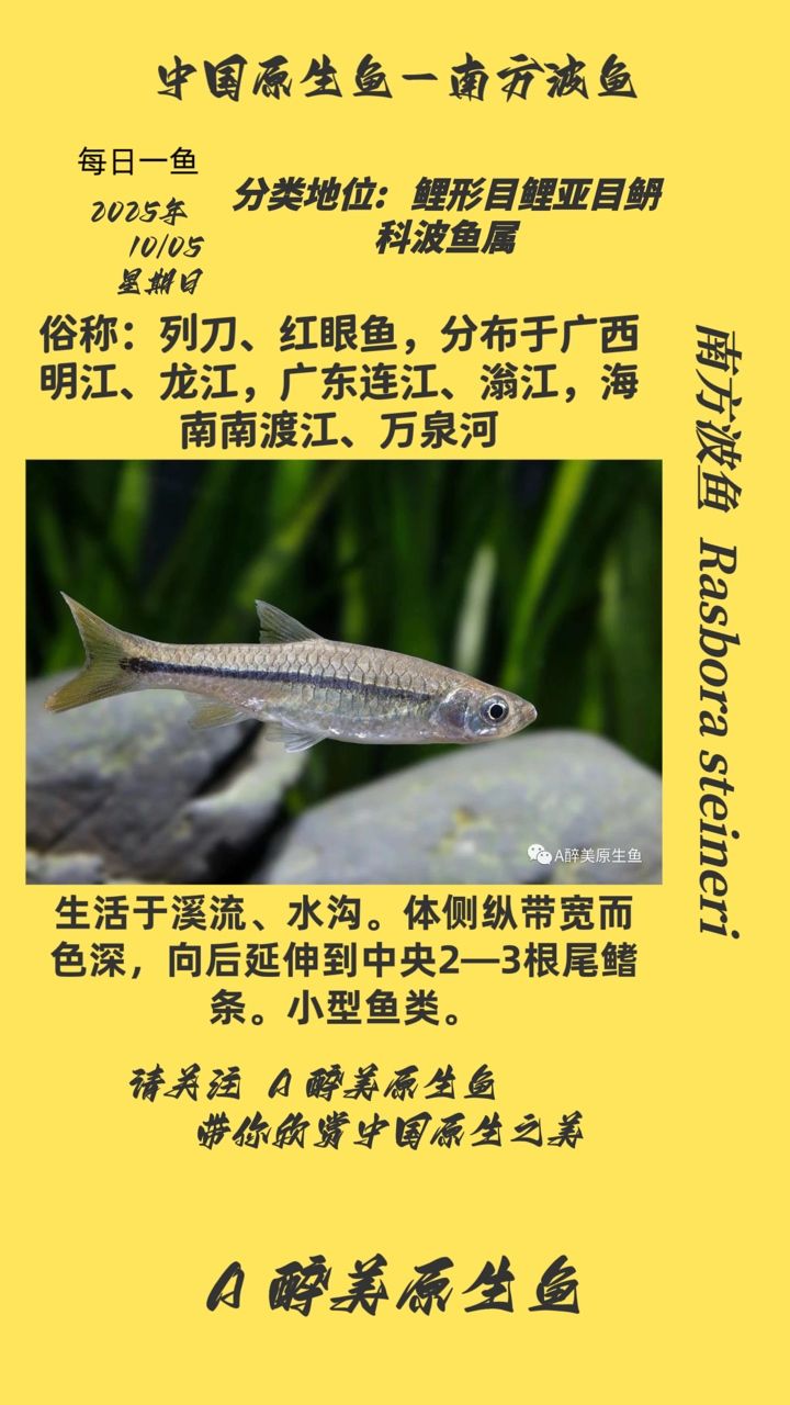 南方波魚（南方波魚的體型通常較大，體重可達1至2公斤，體重可達2公斤） 南方波魚（南方波魚的體型通常較大，體重可達1至2公斤，體重可達2公斤） 龍魚論壇