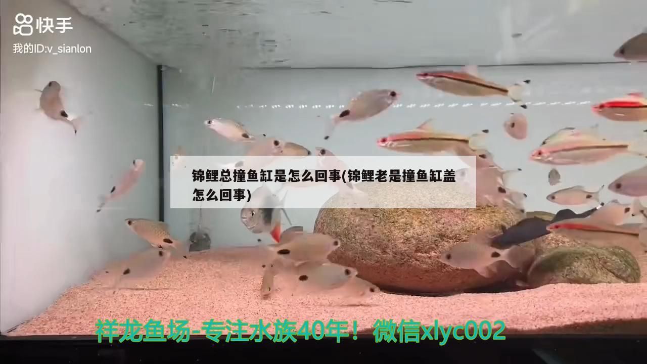 龍魚配合飼料比例（ 龍魚飼料一次喂多少粒）
