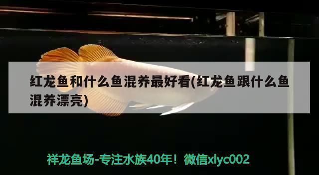 紅龍魚和什么魚混養(yǎng)最好看(紅龍魚跟什么魚混養(yǎng)漂亮)