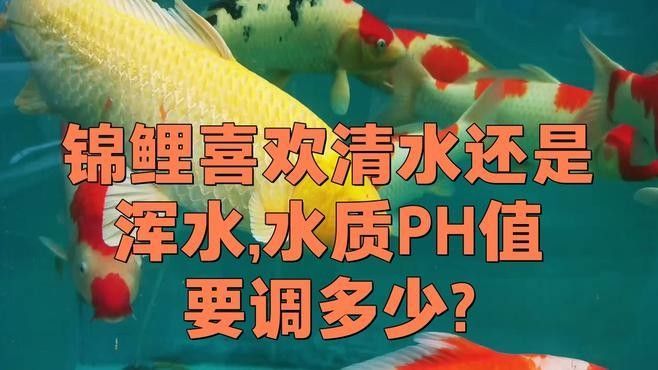 如何調節龍魚和錦鯉的水質差異（錦鯉養殖技巧之水質篇）