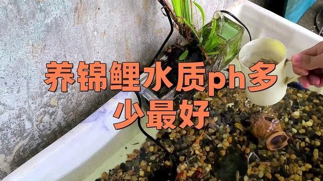 如何調節龍魚和錦鯉的水質差異（錦鯉養殖技巧之水質篇）