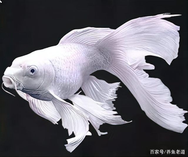 如何調節龍魚和錦鯉的水質差異（錦鯉養殖技巧之水質篇）