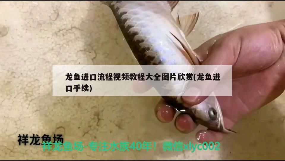 龍魚進口流程視頻教程大全圖片欣賞(龍魚進口手續) 龍魚進口流程視頻教程大全圖片欣賞(龍魚進口手續) 觀賞魚百科