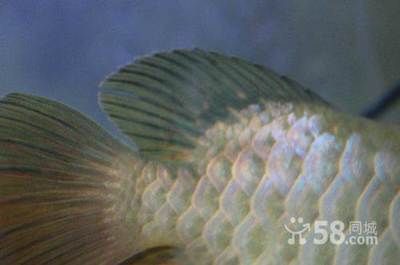 高端金龍魚祥龍魚場（祥龍魚場是一個享有盛譽的觀賞魚養殖企業）
