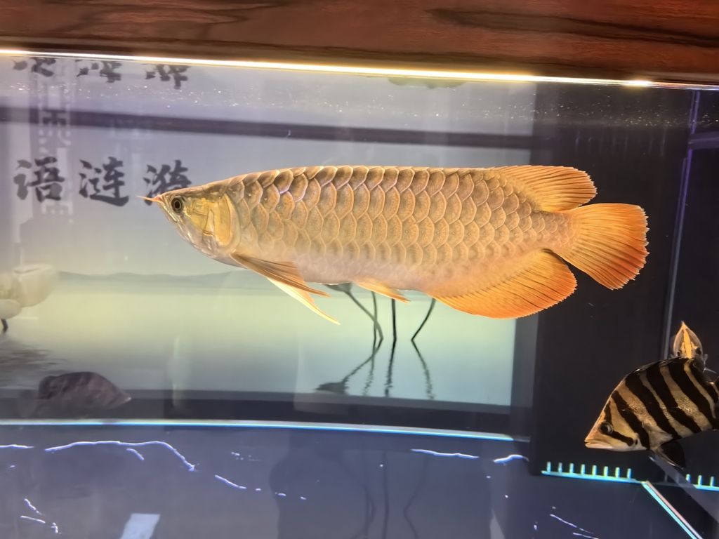 堅持愛好（堅持愛好對于個人成長和心理健康的重要作用）
