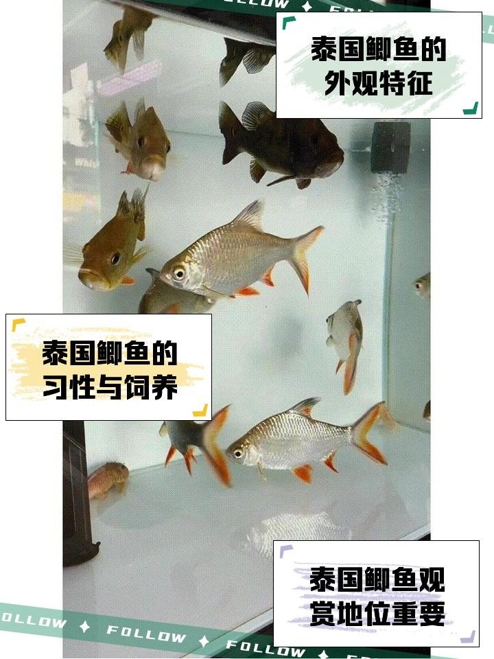 哪種泰國鯽品種最適合與龍魚混養（泰國斗魚或泰國斗魚或泰國斗魚或泰國斗魚或泰國斗魚）