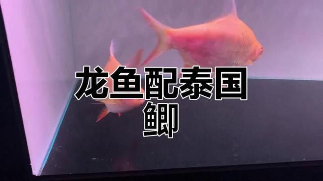 哪種泰國鯽品種最適合與龍魚混養（泰國斗魚或泰國斗魚或泰國斗魚或泰國斗魚或泰國斗魚）
