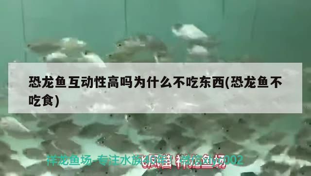 恐龍魚互動性高嗎為什么不吃東西(恐龍魚不吃食)（關于恐龍魚不吃東西的問題）