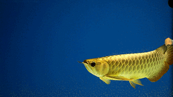 哪里可以找到高清龍魚動態壁紙（如何找到高清龍魚動態壁紙）