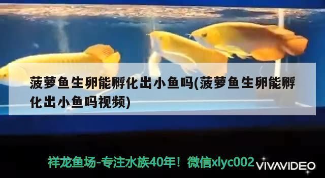 菠蘿魚生卵能孵化出小魚嗎(菠蘿魚生卵能孵化出小魚嗎視頻)（菠蘿魚生卵能孵化出小魚嗎）