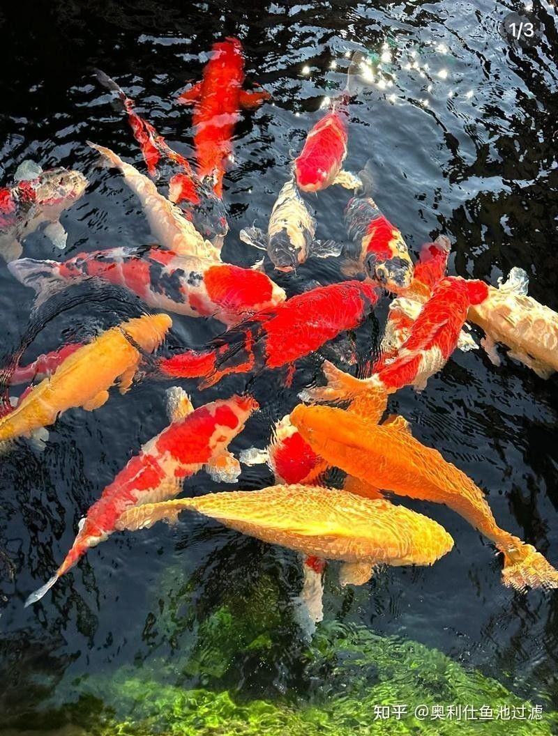 高背金龍爬背期間可以添加哪些飼料（在高背金龍爬背期間，可以添加以下幾種飼料的飼料和添加）