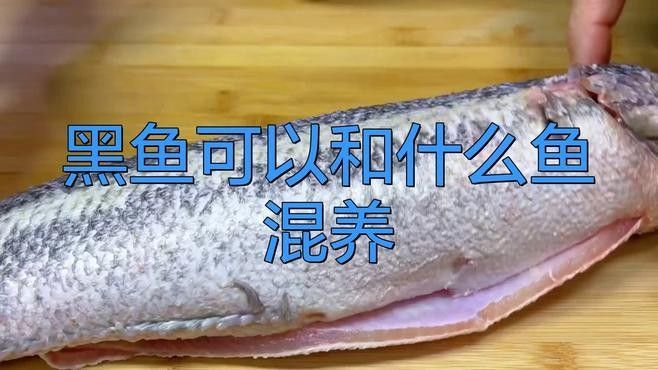 推薦一些與黑云魚混養的魚種 推薦一些與黑云魚混養的魚種 龍魚百科 第2張