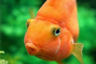 推薦一些與黑云魚混養的魚種 推薦一些與黑云魚混養的魚種 龍魚百科 第5張
