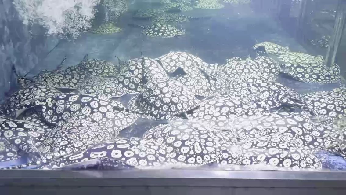 不懂拍視頻。（不懂拍視頻怎么辦）