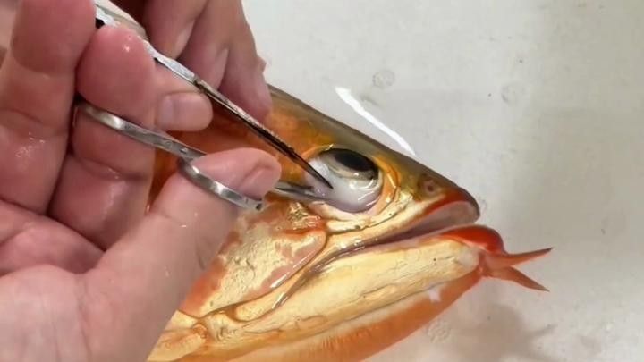 金龍魚口腔卡異物手術(shù)風(fēng)險(xiǎn)大嗎（金龍魚口腔卡異物手術(shù)的風(fēng)險(xiǎn)評估）