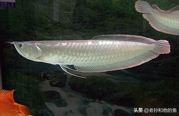 青龍魚 河源龍魚批發市場:有資深養龍魚的專家嗎(江原用語批發市場上買的紅魚叫什么名字,有培養資深用語的專家嗎) 觀賞魚百科 河源龍魚批發市場:有資深養龍魚的專家嗎(江原用語批發市場上買的紅魚叫什么名字,有培養資深用語的專家嗎) 河源龍魚批發市場:有資深養龍魚的專家嗎(江原用語批發市場上買的紅魚叫什么名字,有培養資深用語的專家嗎) 觀賞魚百科