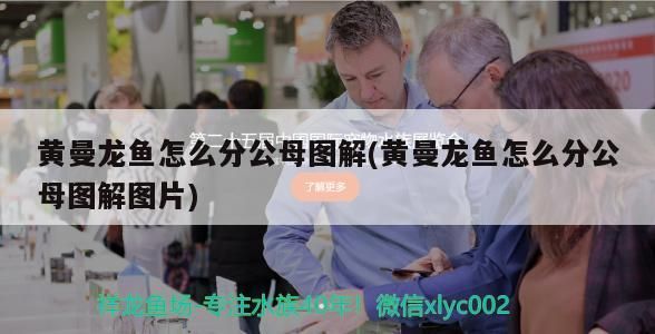 黃曼龍魚怎么分公母圖解(黃曼龍魚怎么分公母圖解圖片)（黃曼龍魚怎么分公母）